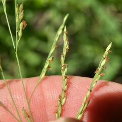 Panicum dichotomiflorum