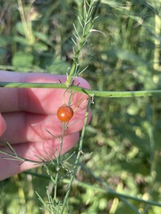 Asparagus officinalis