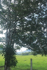 Pera arborea