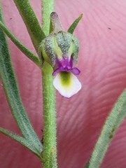 Pombalia verticillata