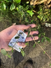 Euphorbia hypericifolia