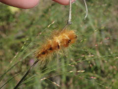 Pygarctia