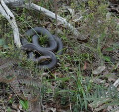 Pseudonaja textilis