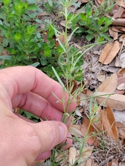 Pombalia verticillata