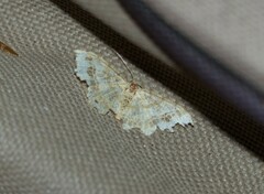 Macaria aemulataria