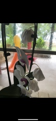 Phalaenopsis