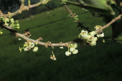 Pera arborea