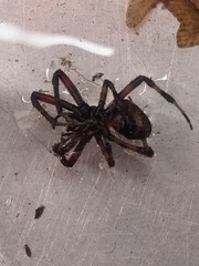 Neoscona domiciliorum