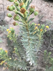 Euryops lateriflorus