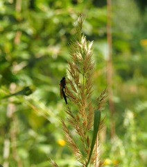 Limerodops elongatus