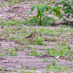 Calidris subruficollis