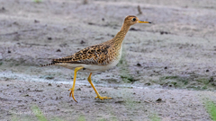 Bartramia longicauda