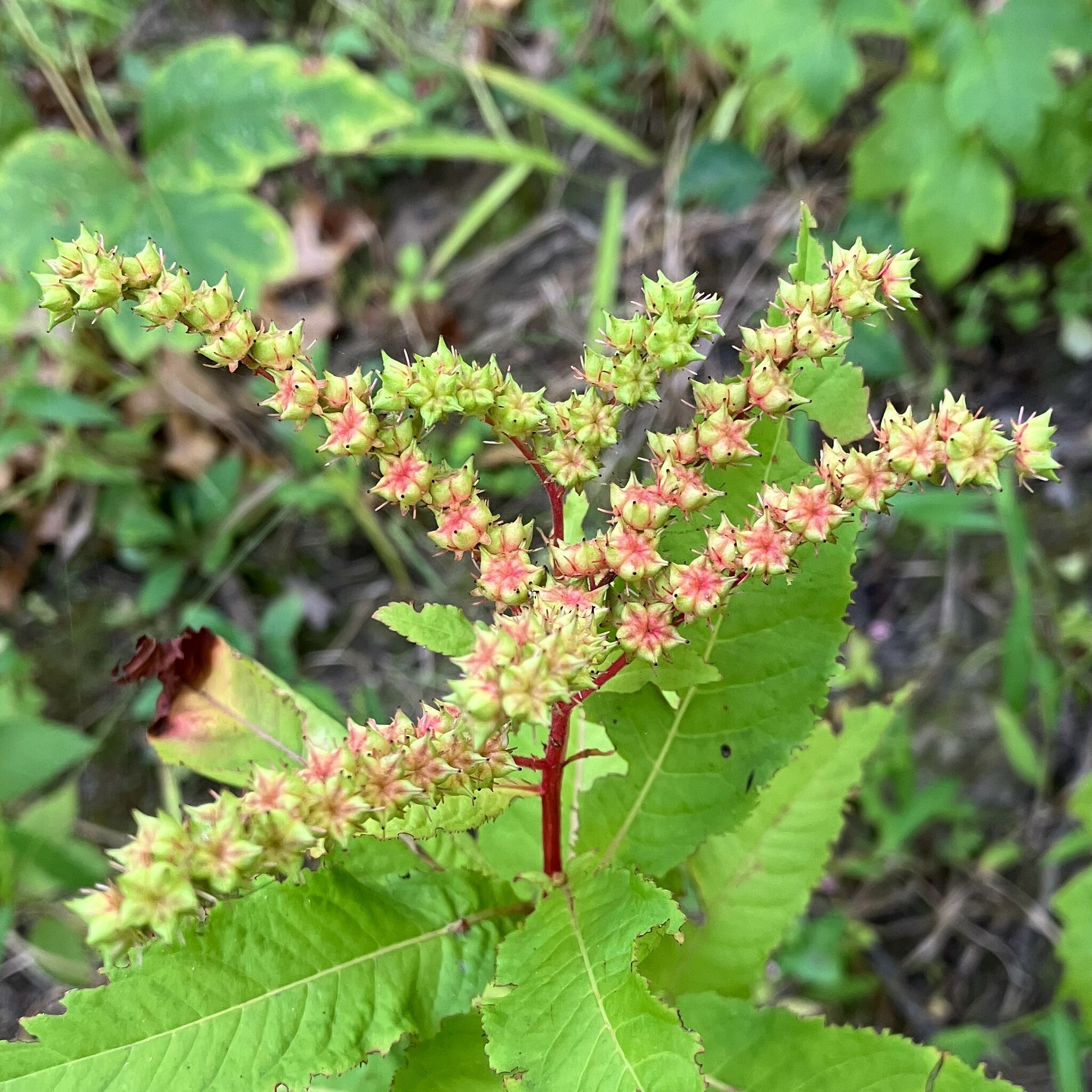 Penthorum sedoides