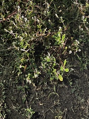 Spermacoce verticillata