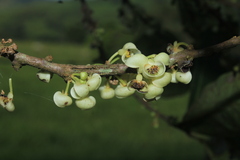 Pera arborea