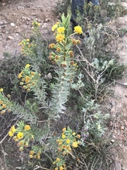 Euryops lateriflorus