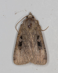 Xestia normanianus