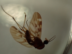Sylvicola