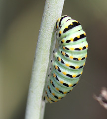Papilio zelicaon