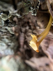 Craterellus ignicolor