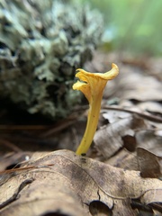 Craterellus ignicolor
