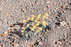 Eriogonum umbellatum