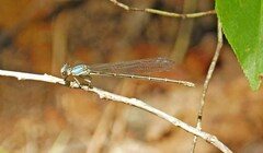 Argia moesta