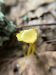 Craterellus ignicolor