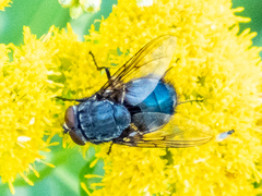 Calliphora vomitoria