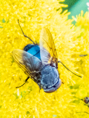 Calliphora vomitoria