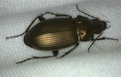 Poecilus