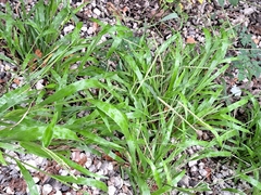 Paspalum langei