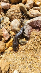 Ambystoma mavortium