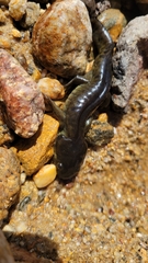 Ambystoma mavortium