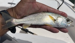 Cynoscion regalis