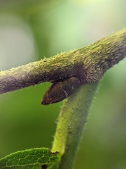 Ulmus rubra