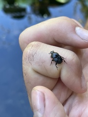 Onthophagus taurus