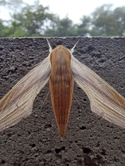 Xylophanes