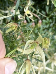 Clematis leptophylla