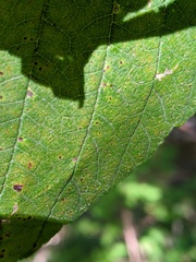 Ulmus rubra