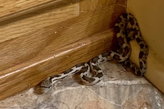 Pantherophis spiloides