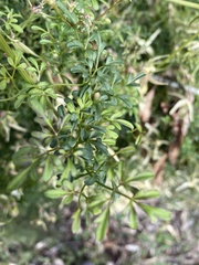 Clematis leptophylla