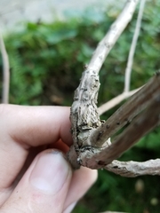 Neolasioptera pierrei