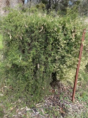 Clematis leptophylla