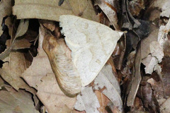 Chytolita morbidalis