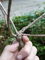 Neolasioptera pierrei