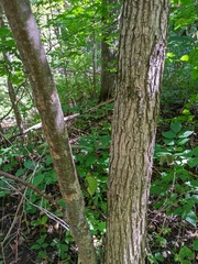 Ulmus rubra
