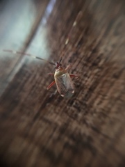 Adelphocoris rapidus