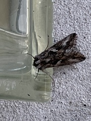 Autographa californica