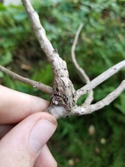 Neolasioptera pierrei